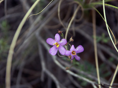 Chaenostoma halimifolium