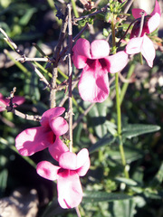 Diascia capsularis