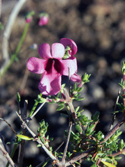 Diascia capsularis