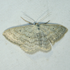 Scopula incanata