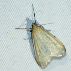 Udea lutealis