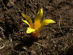 Romulea flava