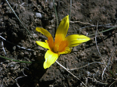Romulea flava
