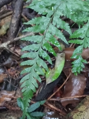 Calochlaena dubia