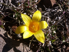 Romulea flava