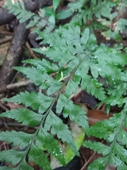 Calochlaena dubia