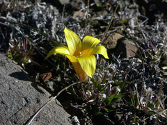 Romulea flava