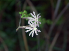 Silene undulata
