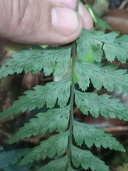 Calochlaena dubia