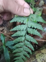 Calochlaena dubia