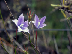 Wahlenbergia androsacea