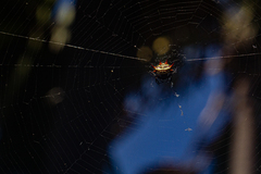 Gasteracantha curvispina