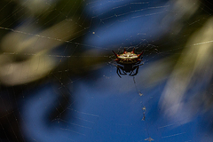 Gasteracantha curvispina