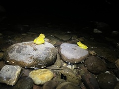 Ranoidea lesueuri