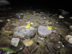 Ranoidea lesueuri