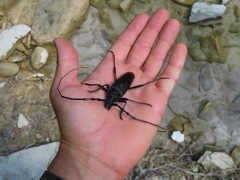 Cerambyx cerdo acuminatus