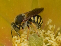 Rhodanthidium septemdentatum