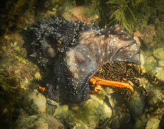 Macroctopus maorum