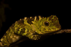 Gonocephalus liogaster