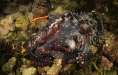 Macroctopus maorum