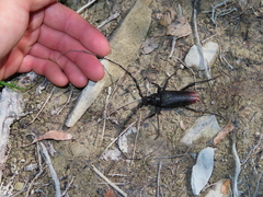 Cerambyx cerdo acuminatus