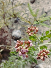 Tessaria absinthioides