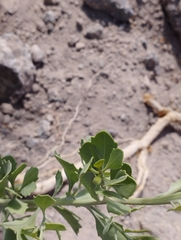 Tessaria absinthioides