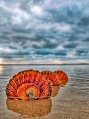 Pecten fumatus