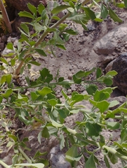 Tessaria absinthioides