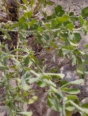 Tessaria absinthioides