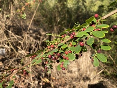 Phyllanthus reticulatus reticulatus