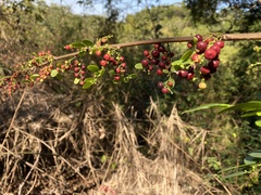 Phyllanthus reticulatus reticulatus