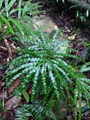 Pteris umbrosa