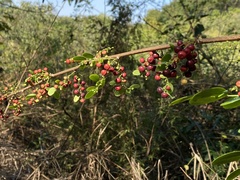 Phyllanthus reticulatus reticulatus