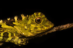 Gonocephalus liogaster