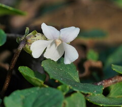 Viola curtisiae