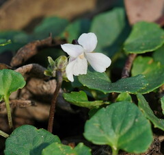 Viola curtisiae