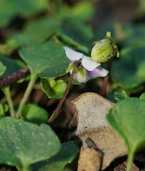 Viola curtisiae