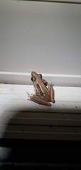 Litoria nasuta