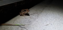 Litoria nasuta