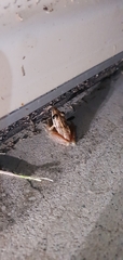 Litoria nasuta