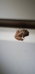Litoria nasuta