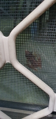 Litoria nasuta