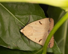 Ophiusa parcemacula