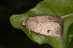 Proteuxoa
