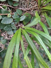 Lepisorus thunbergianus