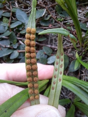 Lepisorus thunbergianus