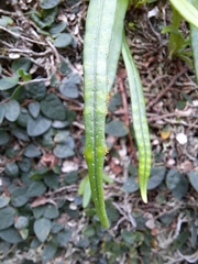 Lepisorus thunbergianus