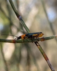 Chauliognathus tricolor