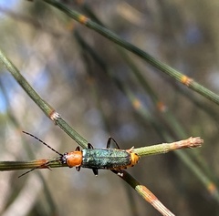 Chauliognathus tricolor